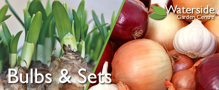 Bulbs & Sets Bulbs & Sets