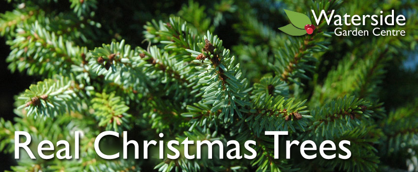 Real Christmas Trees Real Christmas Trees