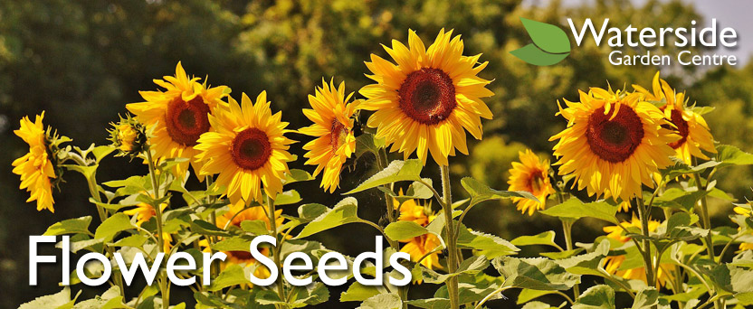 Flower Seeds Flower Seeds