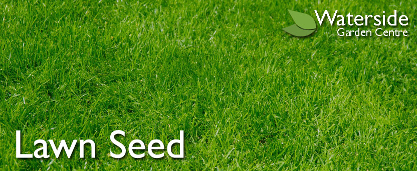 Lawn Seed Lawn Seed