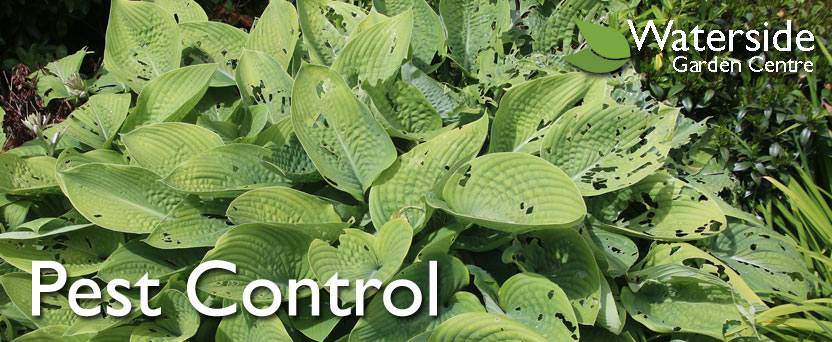 Pest Control Pest Control