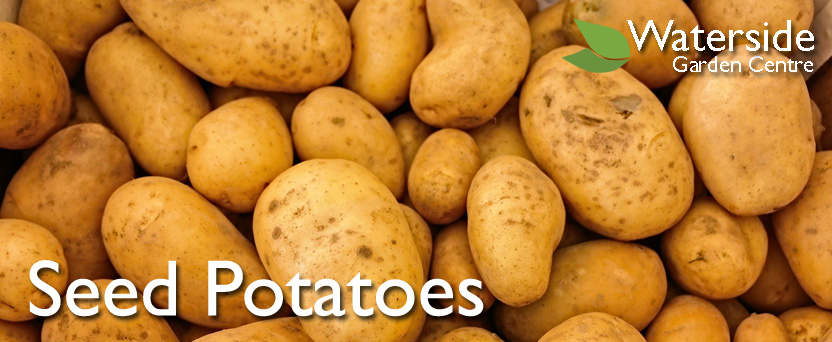Seed Potatoes Seed Potatoes