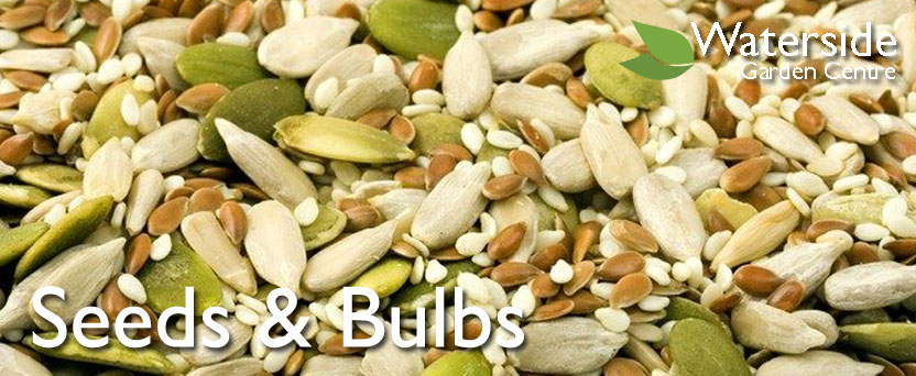 Seeds & Bulbs Seeds & Bulbs