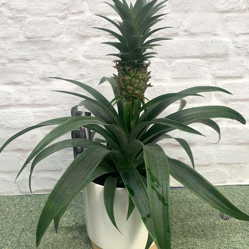 bedroom snake plant Snake Plant 'Laurentii Dwarf' | Indoor Plant | Tropical Plant | Potted Plant main image 1