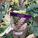 Acanthus White Water at Waterside Garden Centre