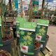 Acer Palmatum Emerald Lace