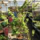 Acer Palmatum Sangokaku 34cm