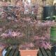 Acer Palmatum Shaina 31cm