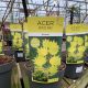 Acer Aureum Japanese Maple