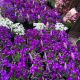 Mystery Alpine Plant Mix