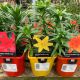Hardy Asiatic Lily Collection