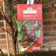 Cherry (Prunus) Athos 11.5 L