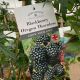 Blackberry - Oregon Thornless