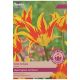 Fire Wings Tulip Bulbs - Taylors Bulbs
