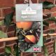 Apple (Malus) Braeburn - Espalier