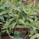 Buddleja, harlequin, butterfly bush