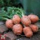 Carrot Paris Market Atlas