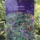 Ceanothus Silver Surprise