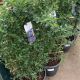 Ceanothus Concha - Californian Lilac