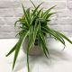 Chlorophytum Comosum Ocean - Spider Plant 12cm (Pot not included)
