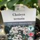 Choisya Ternata
