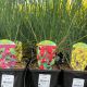 Cytisus Broom Mystery Mix