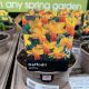 Daffodil Jetfire Dwarf