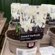 Dwarf Daffodil Snow Baby 1 L