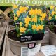 Daffodil Tete-a-Tete (Dwarf) 1 L