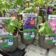 Delphinium Mystery Mix