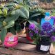 Mixed Ericaceous Plants