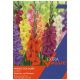 Taylors Bulbs - Mixed Gladioli - Extra Value Bulb Pack