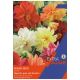 Dahlia Mixed Seed - Taylors Bulbs