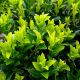 Euonymus Japonicus
