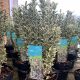 Euonymus - White Spire