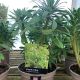 Euphorbia Humpty Dumpty Spurge
