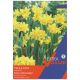Taylors Bulbs - Tete A Tete - Narcissus (Extra Value Pack)