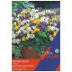 Taylors Bulbs - Species Mixed - Crocus (Extra Value Pack)