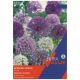 Taylors Bulbs - Border Mixed Allium (Extra Value Pack)