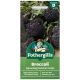 Mr Fothergill's - Broccoli Seeds - Sprouting Summer Purple