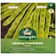 Mr Fothergill's - Climbing French Bean Seeds - Pantheon