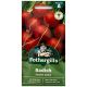 Mr Fothergill's - Radish Seeds - Scarlet Globe