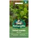 Mr Fothergill's - Lettuce Seeds - Spicy Salad Leaves Mix