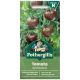 Mr Fothergill's - Tomato Seeds - Sunchocola F1