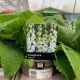 Foxglove Albino 1 L