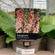 Foxglove - Apricot Beauty 1L