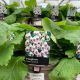Foxglove Giant Spotted 1L