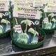 Galanthus Flore Pleno (Double Snowdrops)