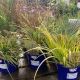 Grasses - Mystery Mix