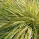 Hakonechloa Macra Grass